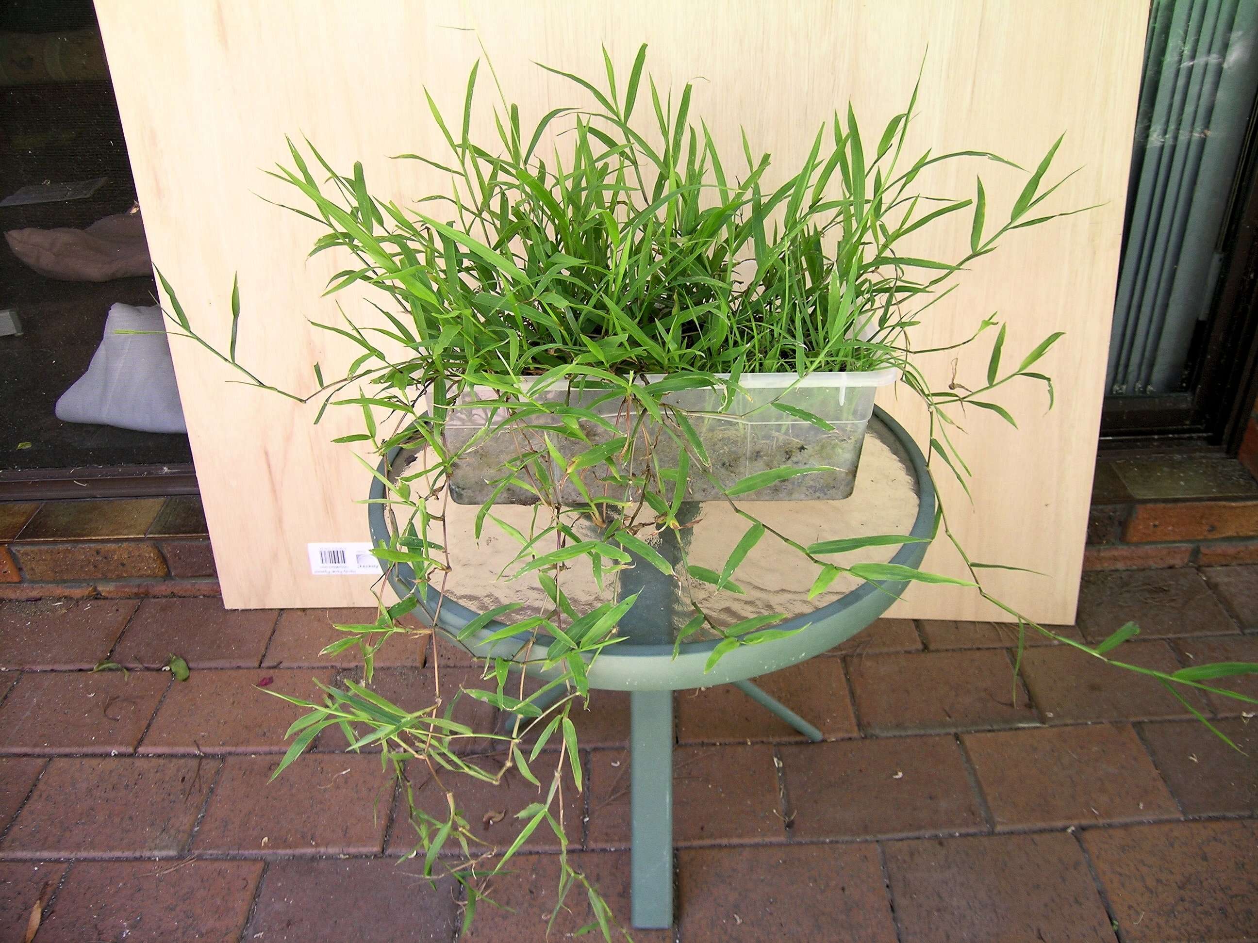 Image of hilograss