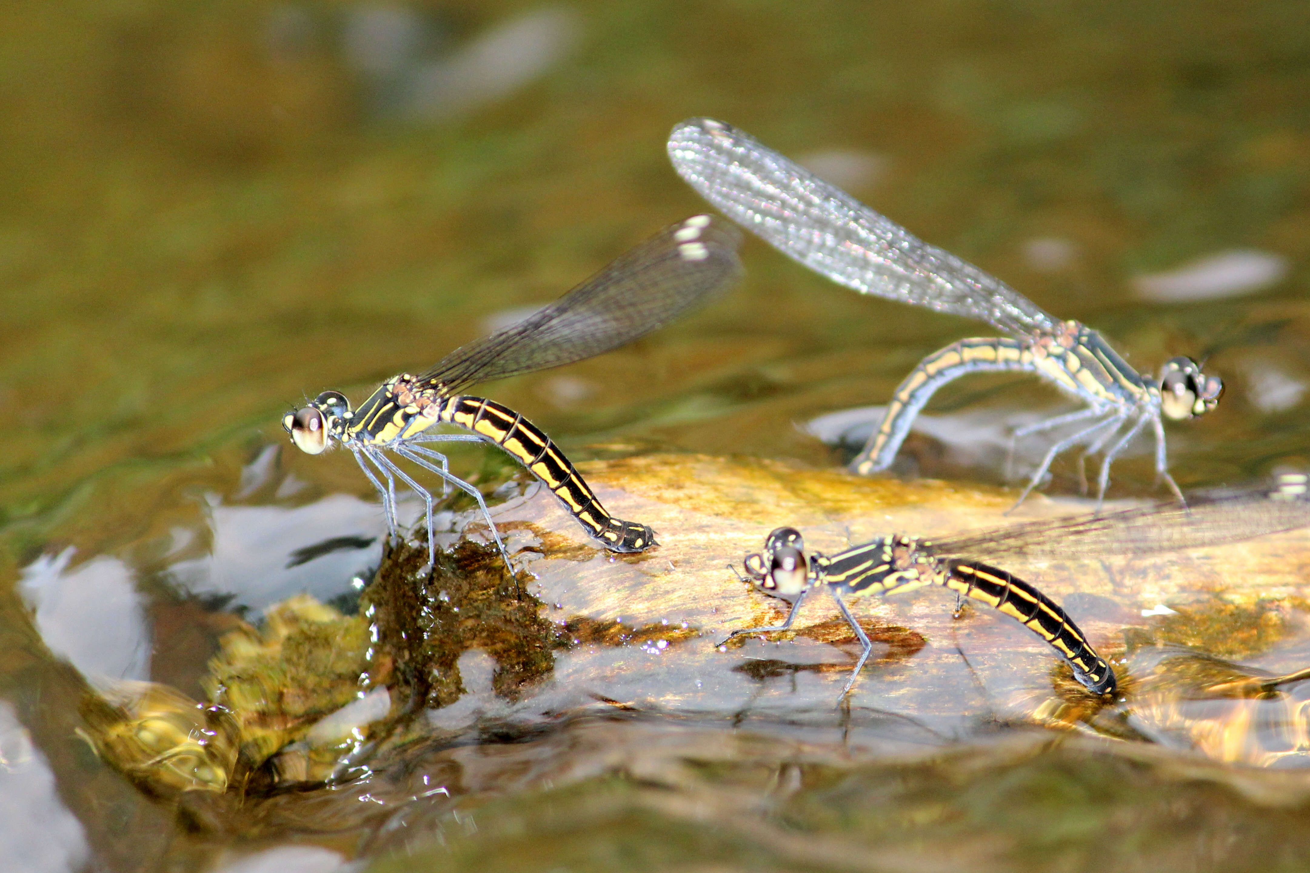 Image of Libellago indica (Fraser 1928)