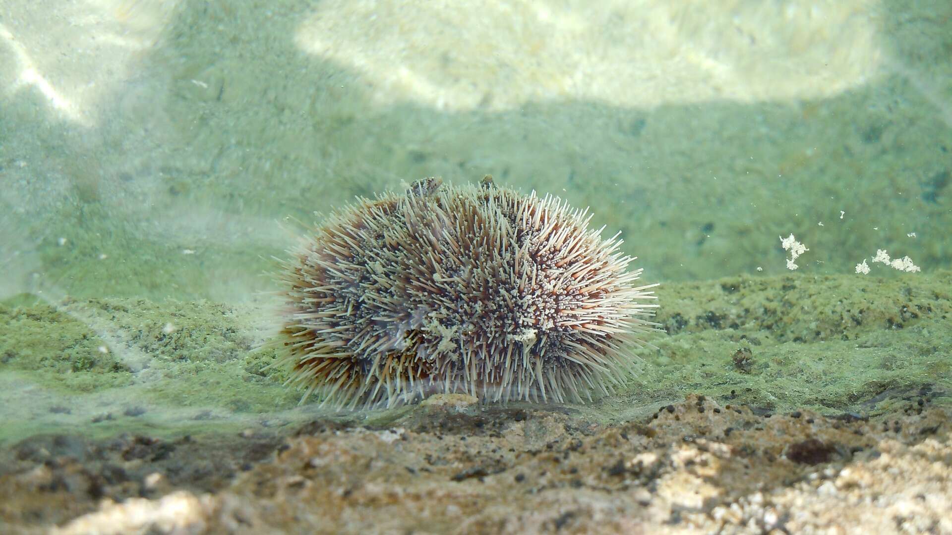 Image of sea urchins