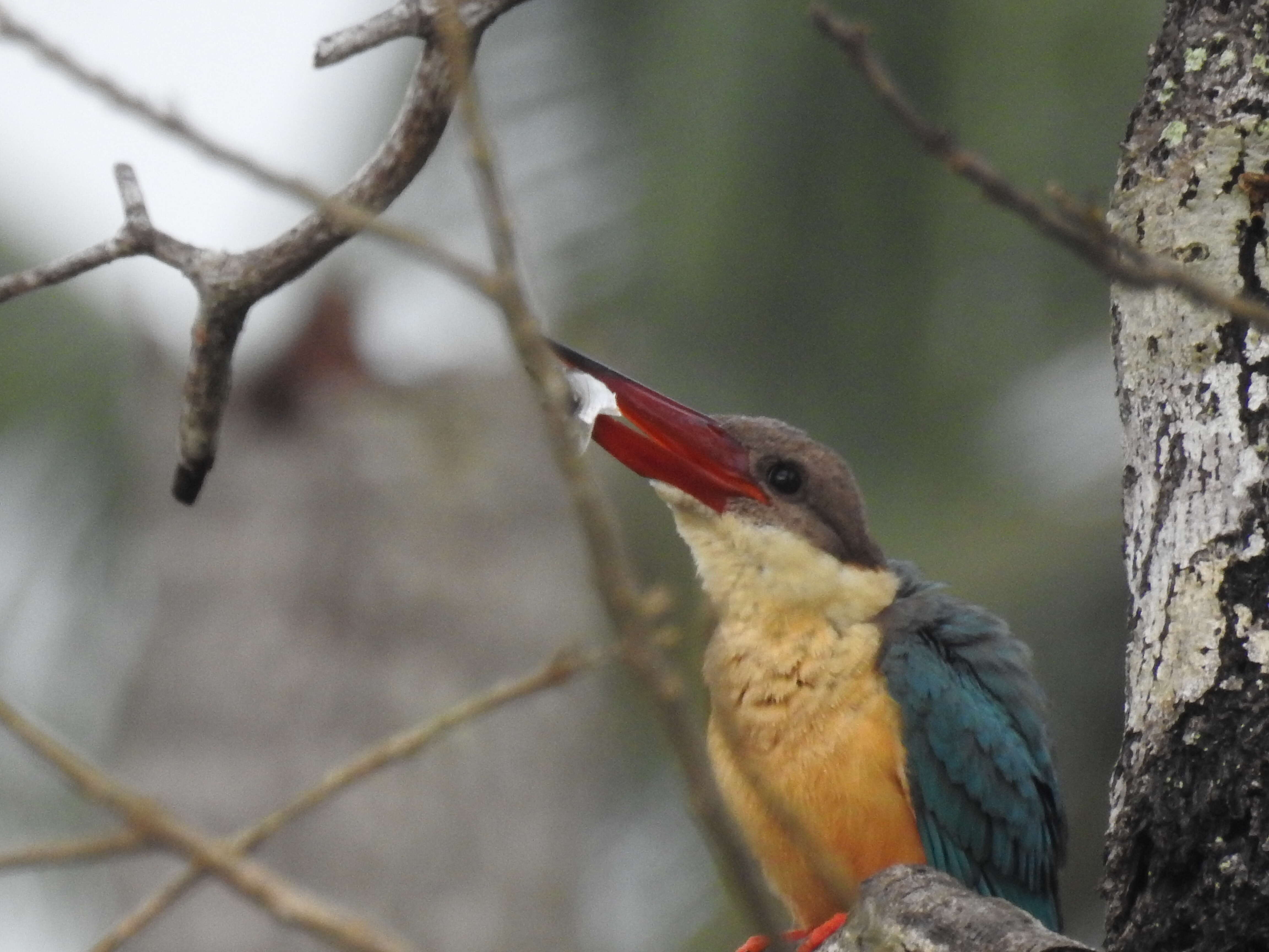 Image of Stork-billed Kingfisher