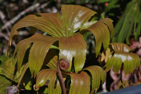 Image of Dipteris