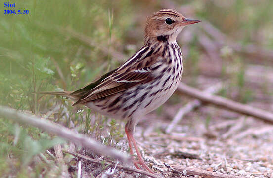 Image of Pechora Pipit