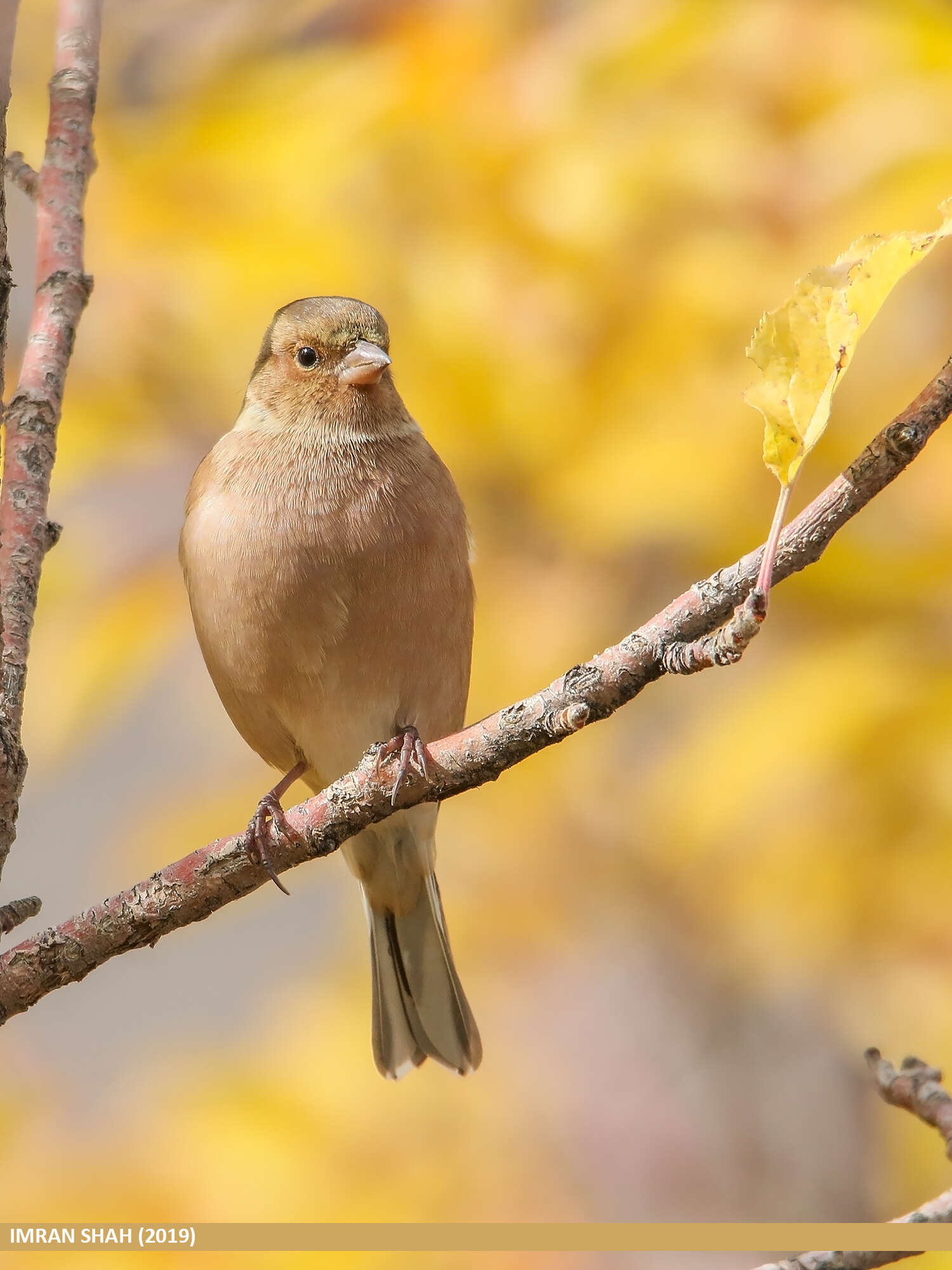 Image of Fringilla Linnaeus 1758