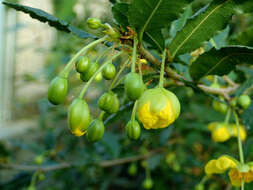 Image of Mickey Mouse plant