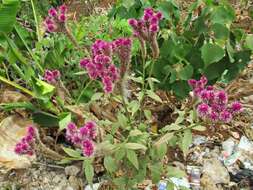 Imagem de Celosia argentea L.