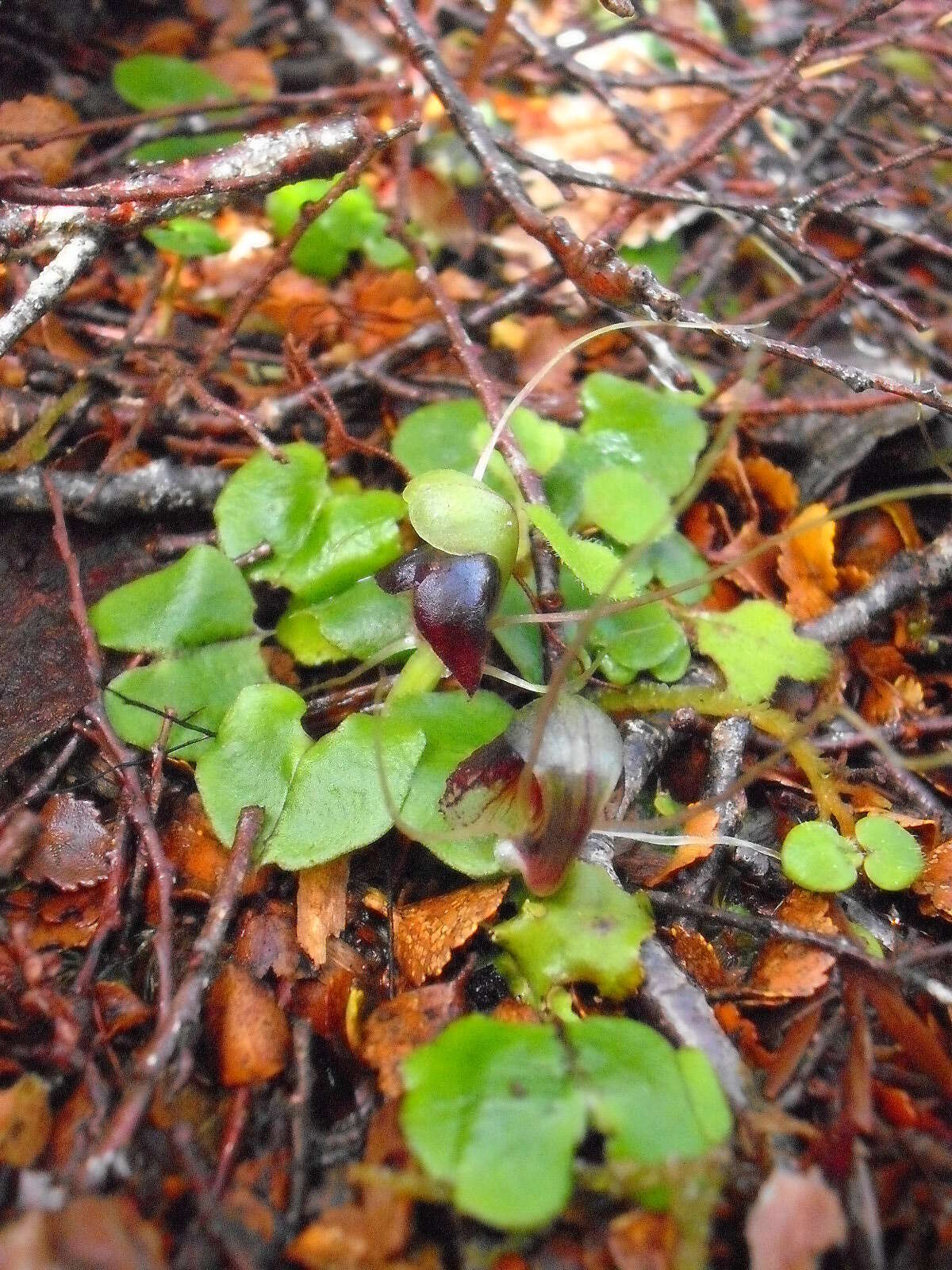 Image of Corybas vitreus Lehnebach