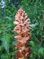 Imagem de Orobanche reticulata Wallr.