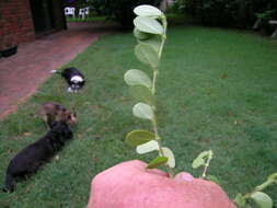 Image of roundleaf sensitive pea