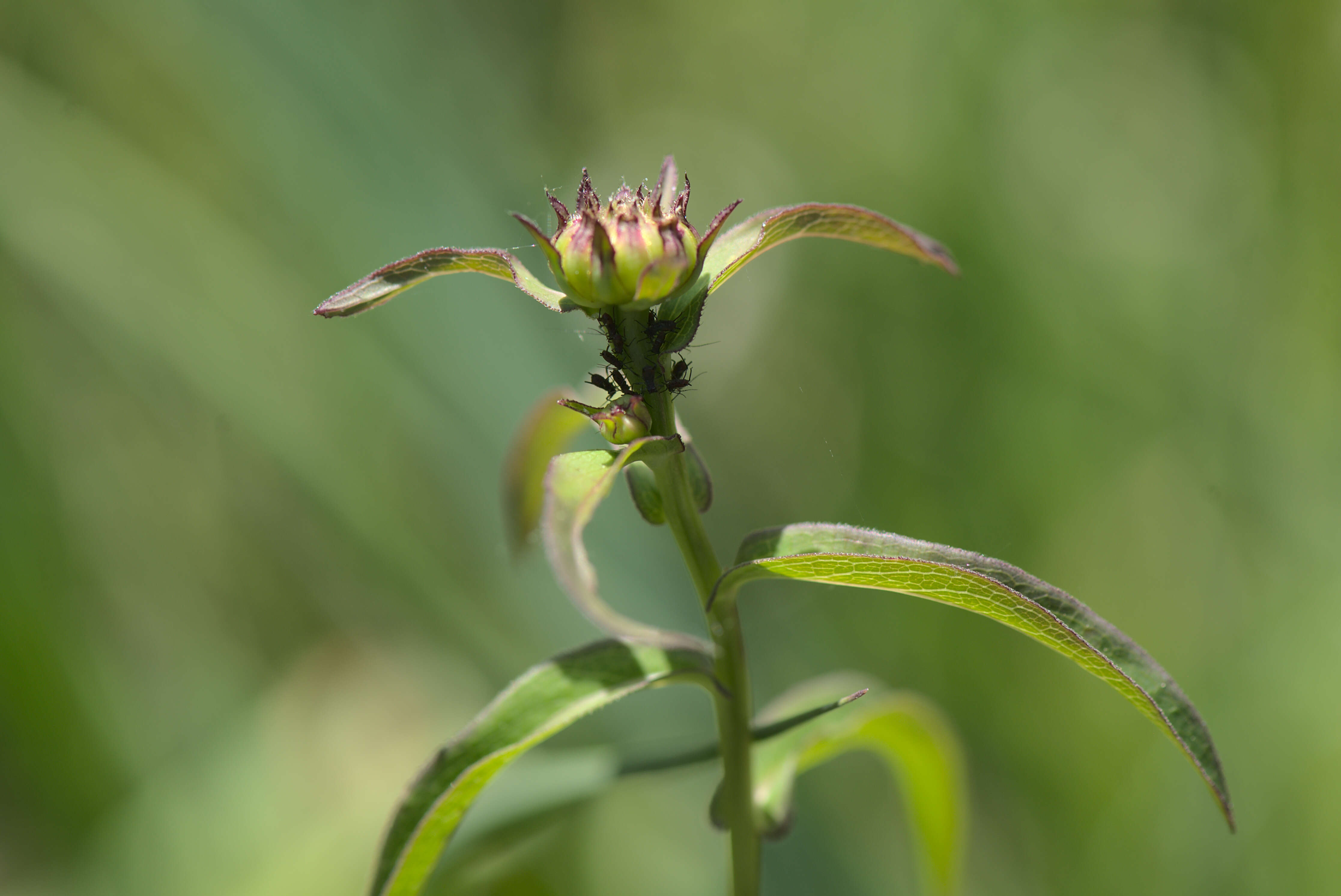 Image of Inula salicina