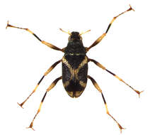 Image of riffle beetles