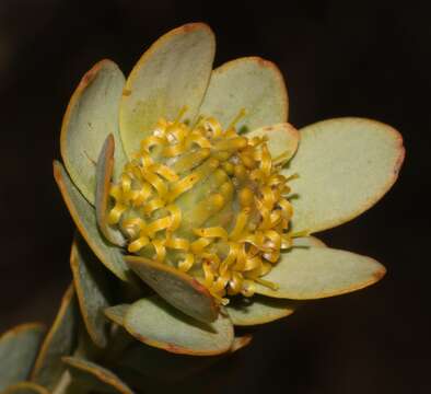 Image of Leucadendron coriaceum Philipps & Hutchinson