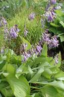 Image of Hosta sieboldii (Paxton) J. W. Ingram