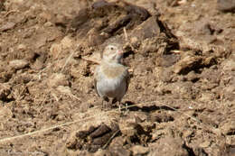 Image of Rhynchophanes Baird & SF 1858