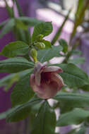 Image of purple allamanda