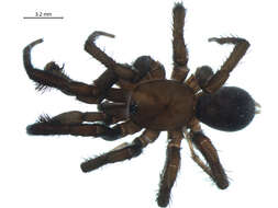 Image of Foldingdoor Spider