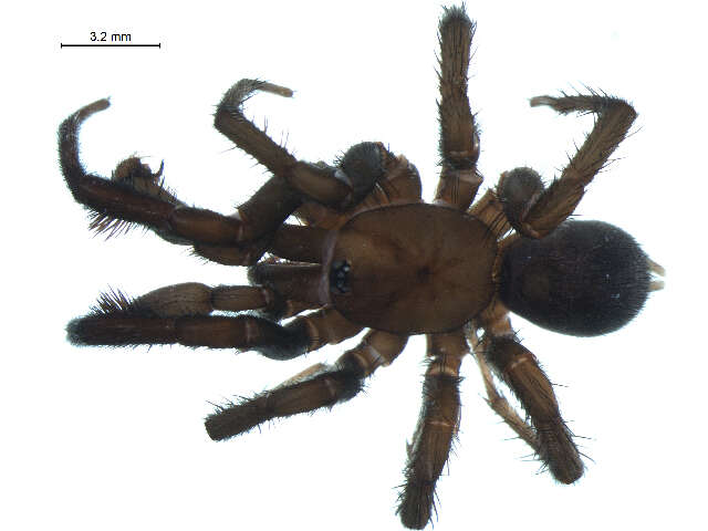 صورة Antrodiaetus pacificus (Simon 1884)