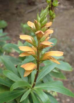 Imagem de Digitalis canariensis L.