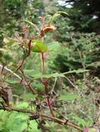 Fuchsia magellanica Lam. resmi