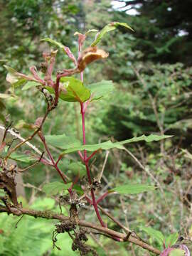 Image of hardy fuchsia