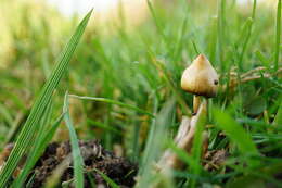 Plancia ëd Psilocybe semilanceata (Fr.) P. Kumm. 1871