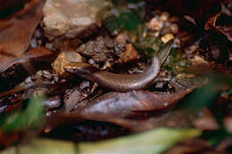 Image of Rainforest Sunskink