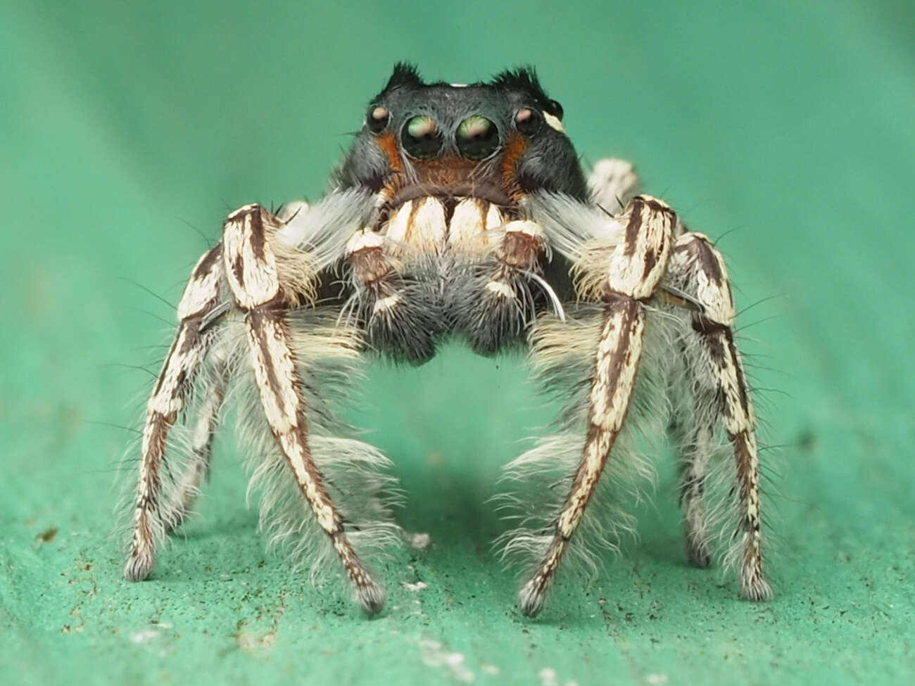 Image of Phidippus putnami (Peckham & Peckham 1883)