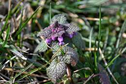 Image of purple archangel