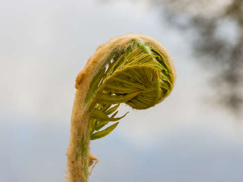 Image of Marsh Fern