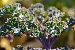 Image of Wild Mustard