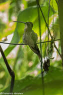 Image of Pale-bellied Hermit