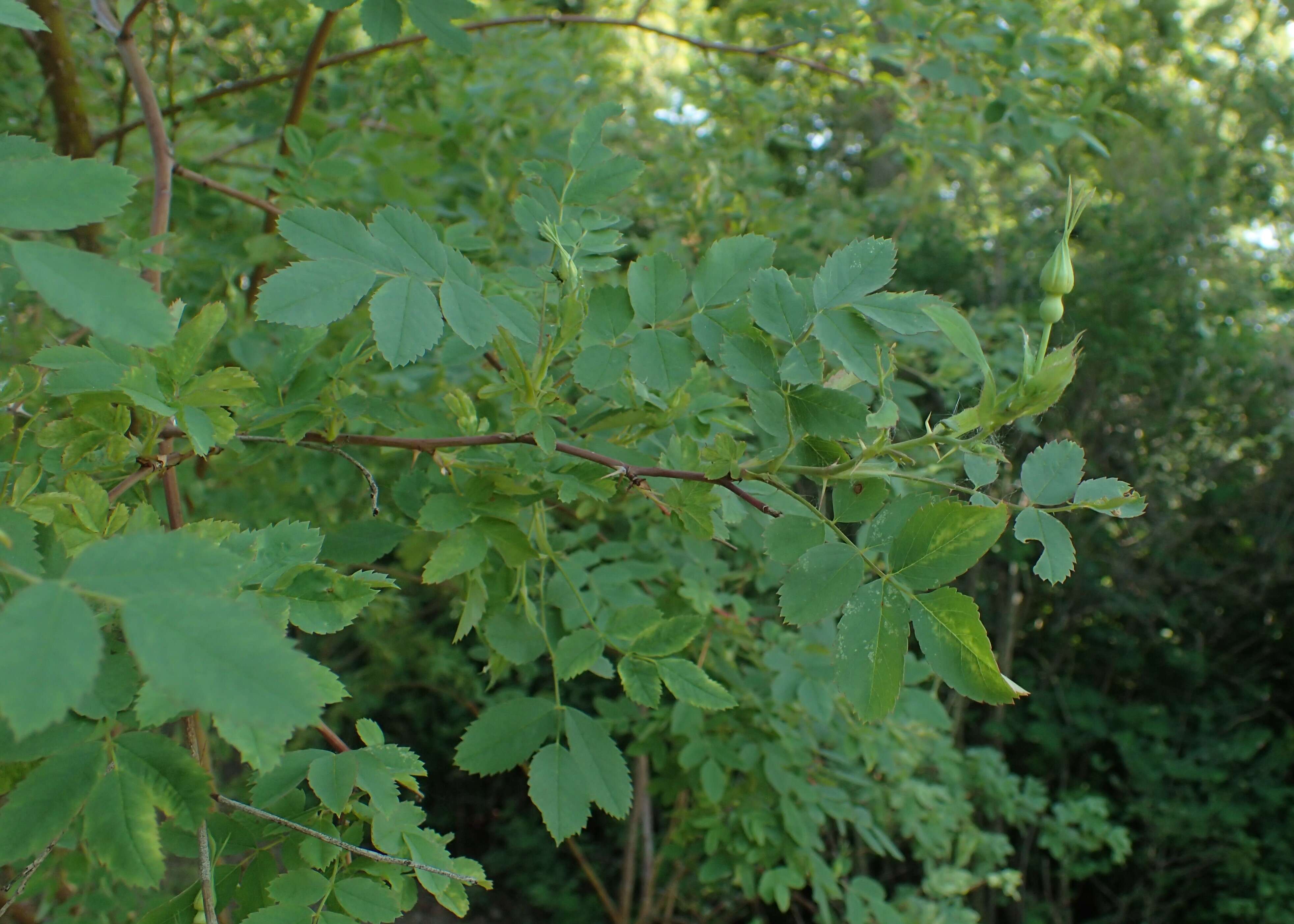 Image of Rosa beggeriana Schrenk