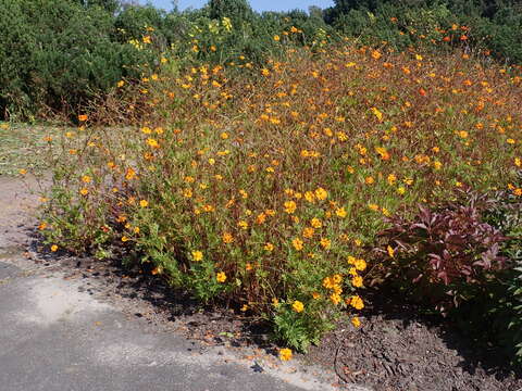 Image of sulphur cosmos