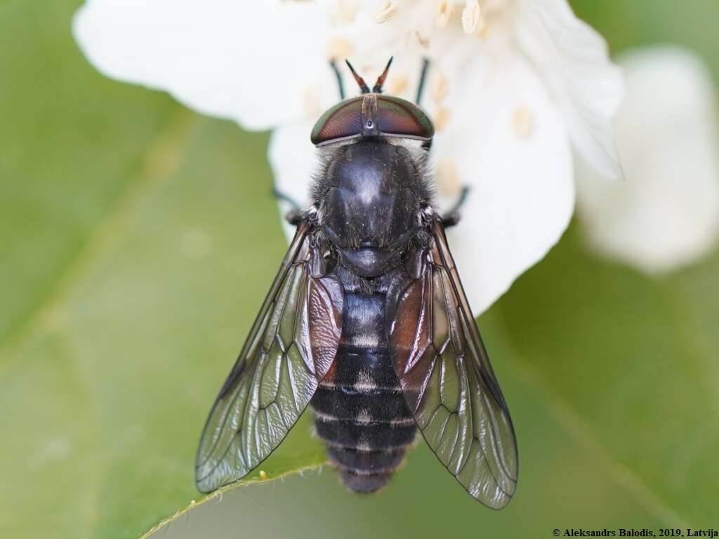 صورة Hybomitra bimaculata (Macquart 1826)