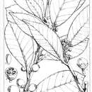 Image of Psiloxylon mauritianum (Bouton ex Hook. fil.) Baill.