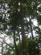 Image of Dipterocarpus retusus Bl.