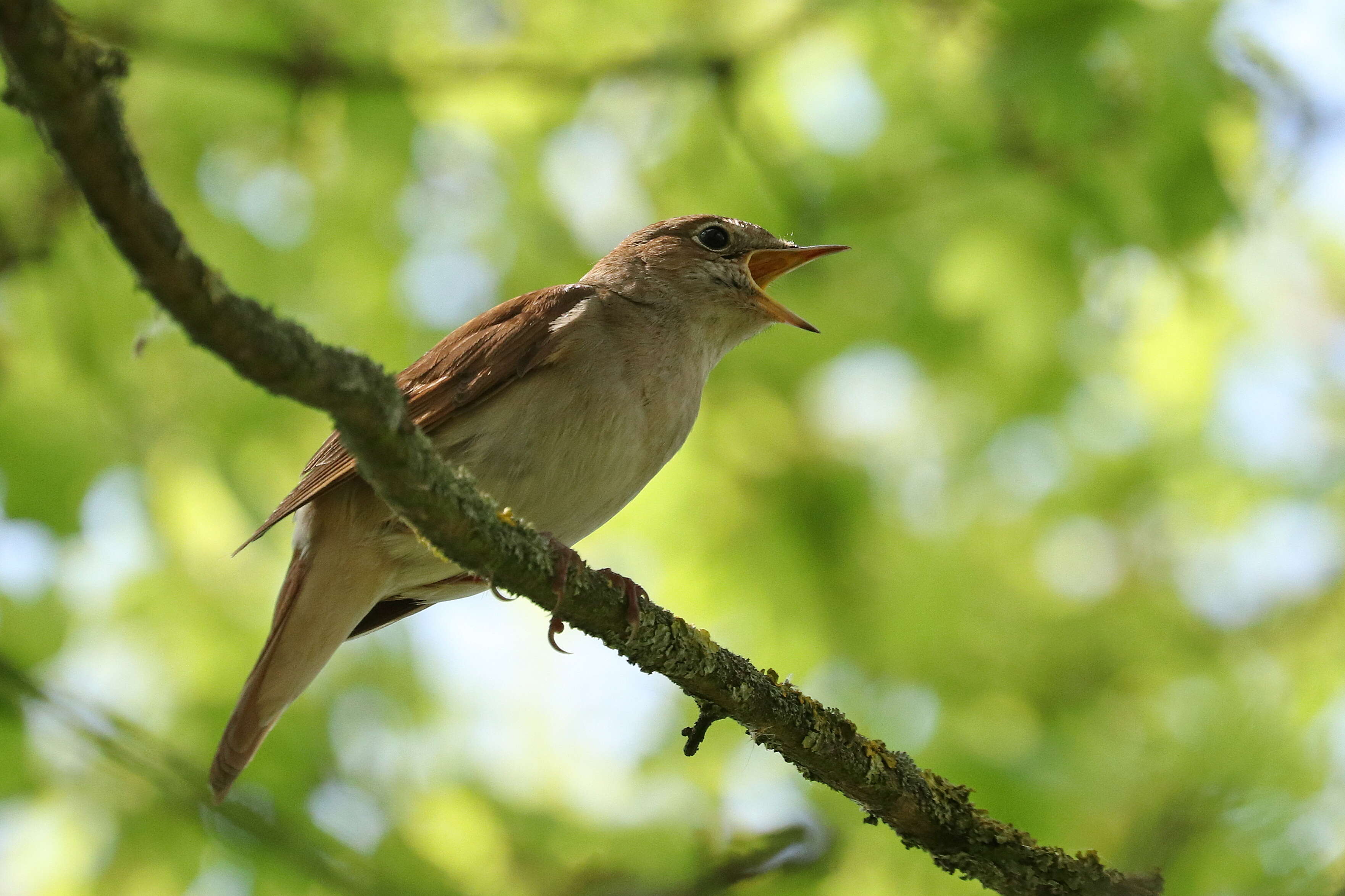 Image of nightingale, common nightingale