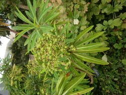 Image of Canary Spurge