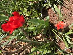 Image of Tulipa linifolia Regel