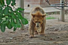 Image of Himalayan brown bear