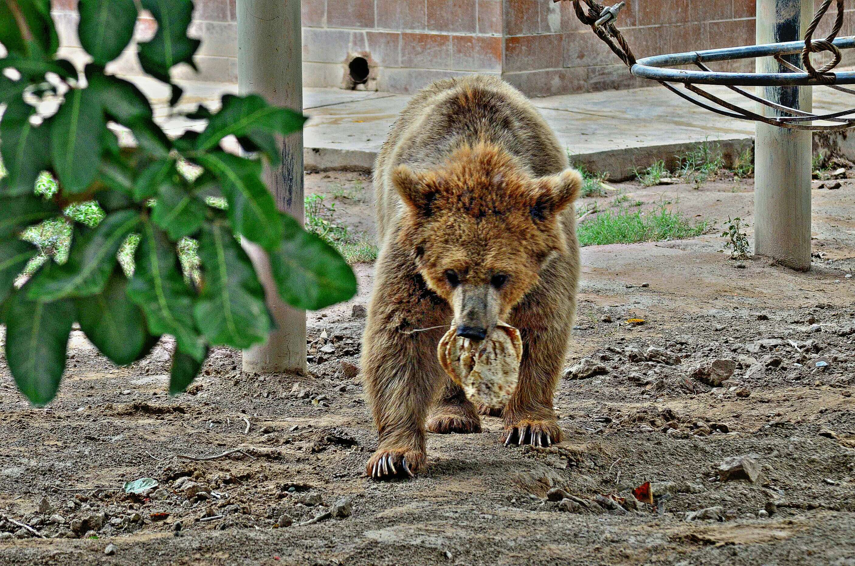 Image of Himalayan brown bear