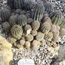 Image of Echinopsis densispina Werderm.