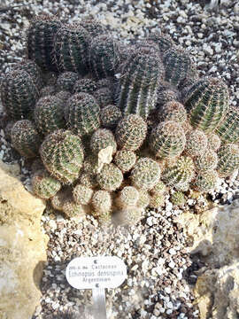 Image of Echinopsis densispina Werderm.