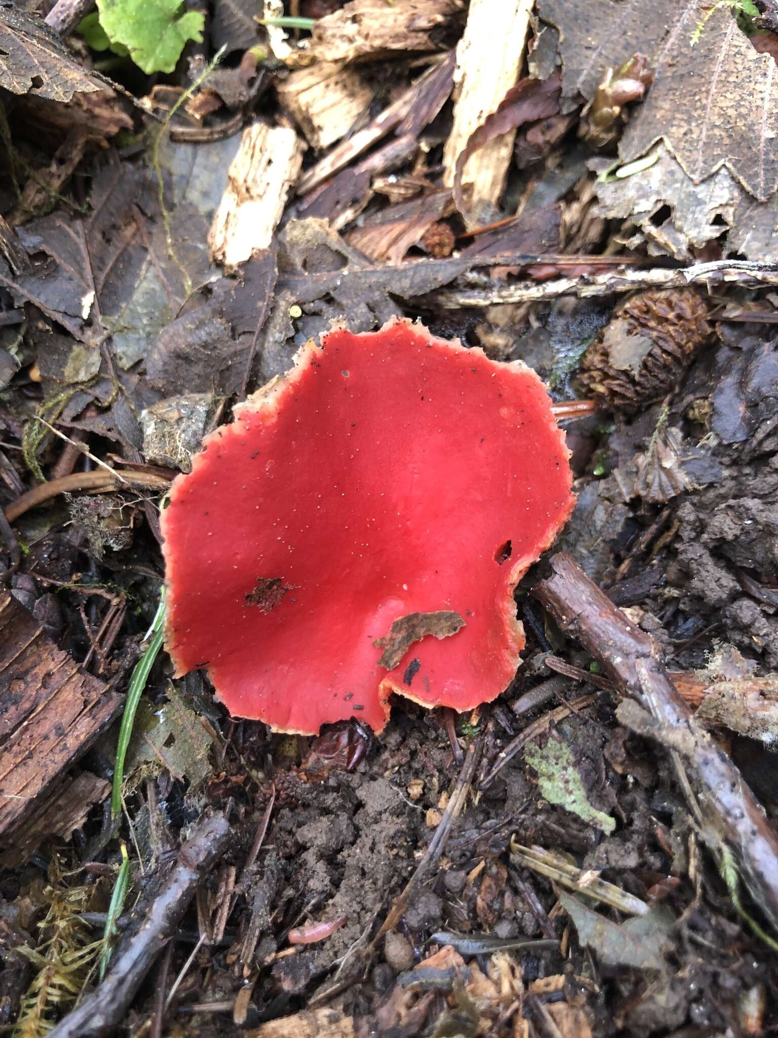 Image of Ruby elfcup