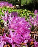 Image of Colchicum agrippinum Baker