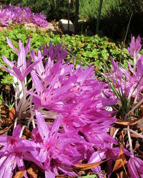 Sivun Colchicum agrippinum Baker kuva