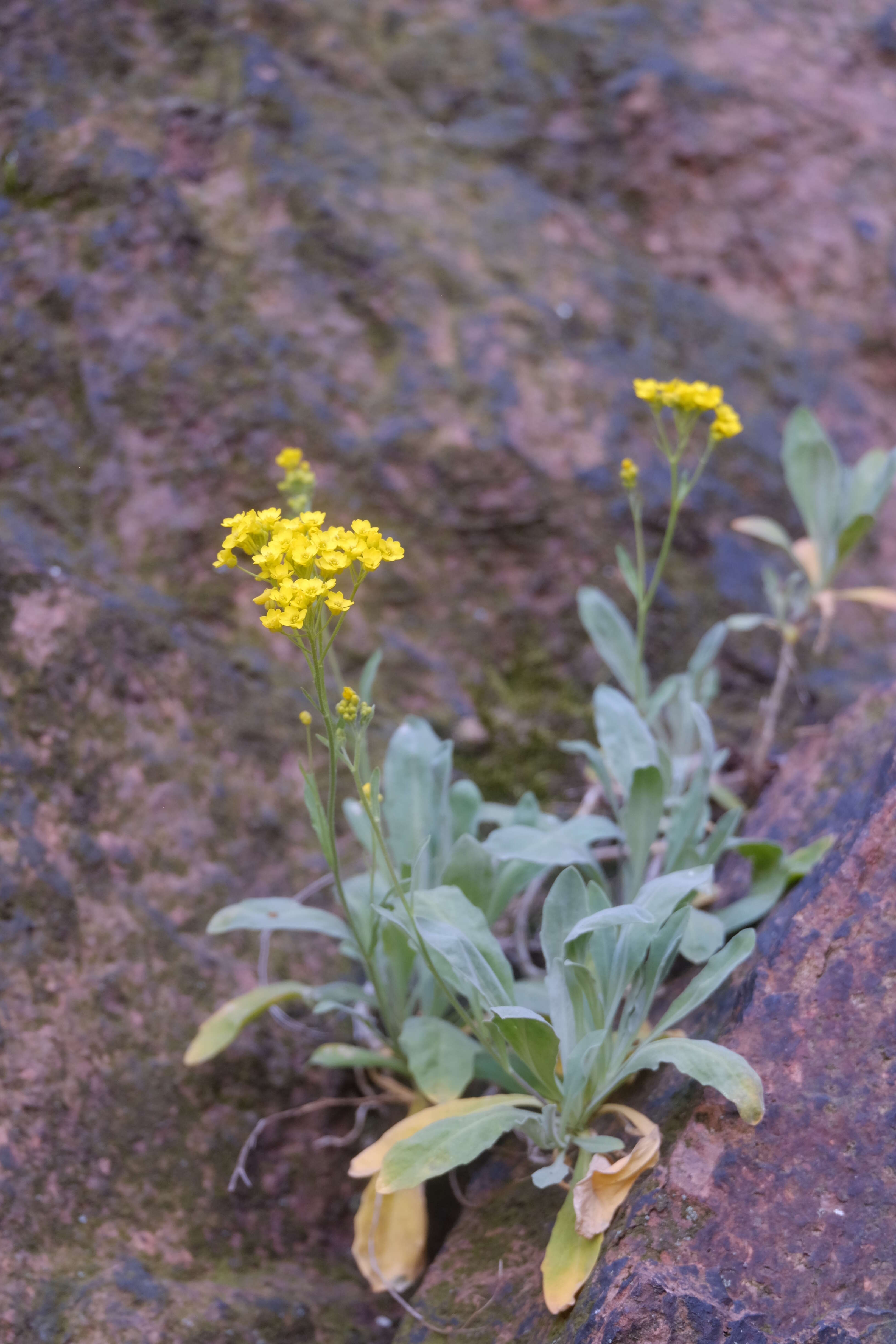 Image of Basket of Gold