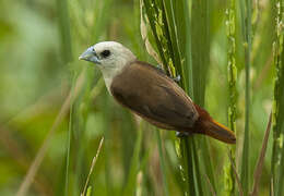 Image of Pale-headed Munia