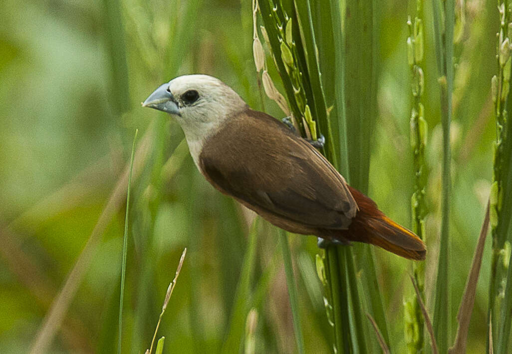 Image of Pale-headed Munia