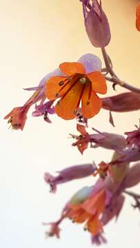 Image of lavender scallops