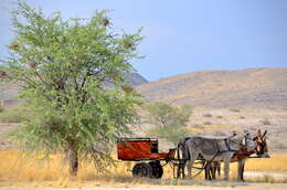 Image of Ass -- Feral donkey